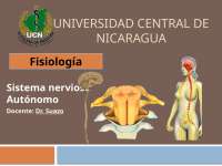 Sistema Nervioso Autónomo: Anatomía, Fisiología y Funciones