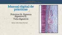 Práctica 24. Tubo Digestivo