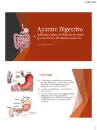 Anatomía y Fisiología del Sistema Digestivo: El Estómago