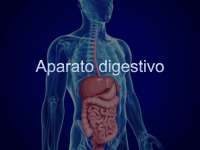 El Sistema Digestivo: Anatomía y Fisiología