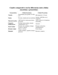 Infografía sobre producción de proteínas.