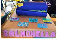Maqueta sobre bacteria Salmonella