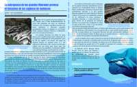 Infografía sobre la sobrepesca de tiburones