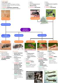 Parasitologia Veterinária - Moscas e mosquitos