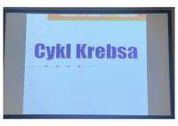 Cykl krebsa,inne cykle