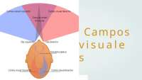 Campo visual  tema 8 de oftalmología