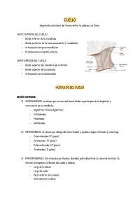 Pescoço Parietal e visceral