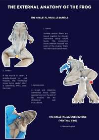External Anatomy and Muscular System of the Frog