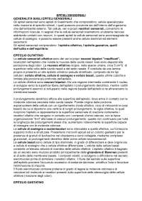 EPITELI SENSORIALI CAPITOLO 13 MONESI ISTOLOGIA