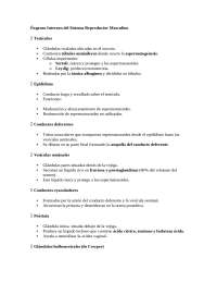 plegamiento del tubo vcardiaco en ls etaps embrionaris