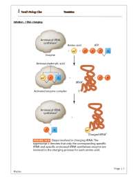 Translation through images