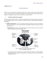 Histologia tablas 18