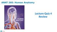 ANAT260 Human Anatomy Lecture Quiz 4 Review Liberty University