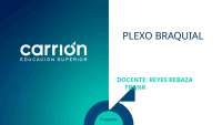 Plexo braquial en el cuerpo humano
