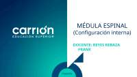 Médula espinal y sus vías y funciones