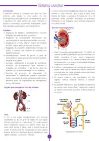 O Sistema urinário. (fisiologia humana)
