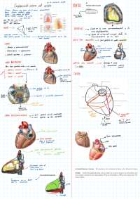 CONFIGURACIÓN EXTERNA DEL CORAZÓN