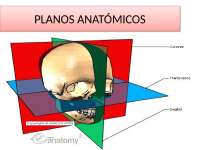 Planos anatómicos y cuadrantes abdominales