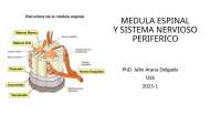 SNC - 2025 (MEDULA ESPINAL)