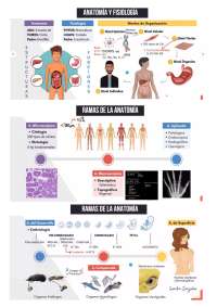 Anatomia semana 2 - preu