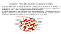 anatomia del sistema hematopoyetico