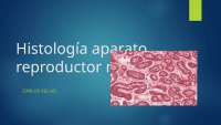 HISTOLOGY of male for uro