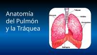 anatomia del sistema respiratorio