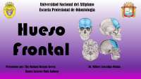 anatomia del hueso frontal
