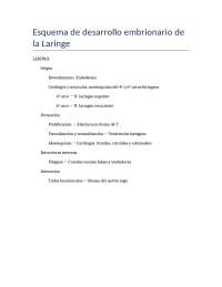 Laringe Embriologia lagman