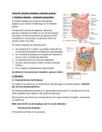 Intestino delgado y sus funciones