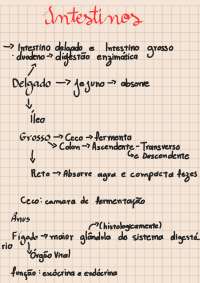 Anatomia, Intestino e Rim