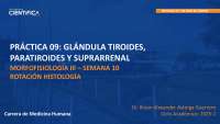 PRÁCTICA 09: GLÁNDULA TIROIDES, PARATIROIDES Y SUPRARRENAL MORFOFISIOLOGÍA III – SEMANA 10