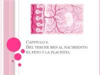 Desarrollo fetal placenta