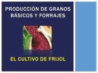 cultivo de frijol-Resumen