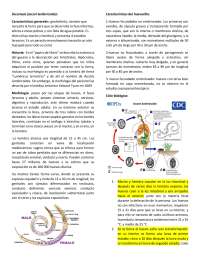 Ascariasis y paragonimiasis