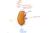 Anatomía de sistema urogenital