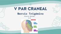 Pares craneales (trigémino)