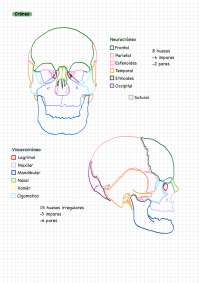 Víscerocraneo y neurocraneo