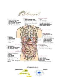 9 cuadrantes abdominales
