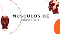 Anatomía de los Músculos de la Cabeza y Cara: Guía Detallada