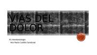 Vías del Dolor: Mecanismos, Transmisión y Modulación - Prof. Vazquez