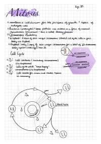 Mitosis Notes Anatomy and Physiology