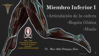 Anatomía del Miembro Inferior: Región Glútea y Muslo
