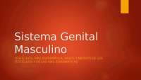 Sistema genital masculino