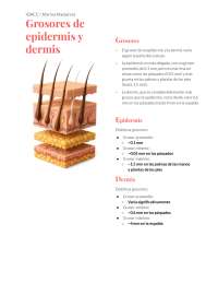Resumen de grosores de epidermis y dermis