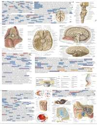 SciOly Anatomy Physiology Cheat Sheet