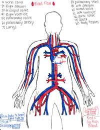 Blood path through the heart and tissues