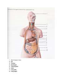 REVIEW SHEET OF A&P UNIT 1