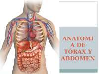 anatomia de torax y abdomen