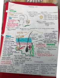Anatomy & Physiology Integumentary System & Membranes Study Guide